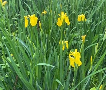 Amazon.co.jp: 黄菖蒲 キショウブ 山形県産 あやめ科 球根です